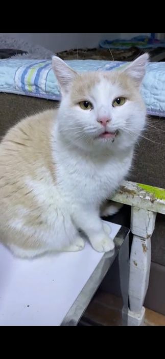 Молодой котик, после операции