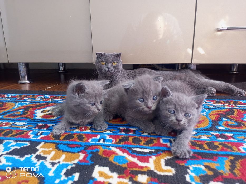Продаются кошка и котята