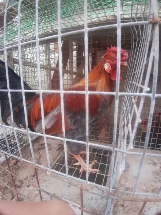 Katta xorozga tor teshik qoyildi