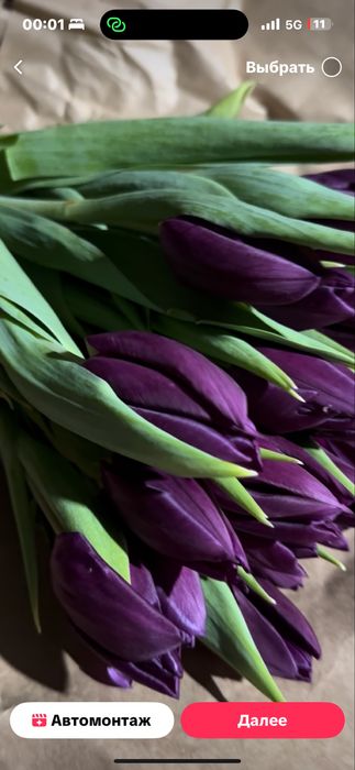 Оптом тюльпаны, тюльпаны галланские оптом и в розницу,