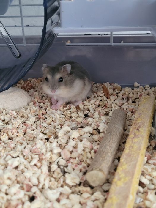 Джунгарские хомячки