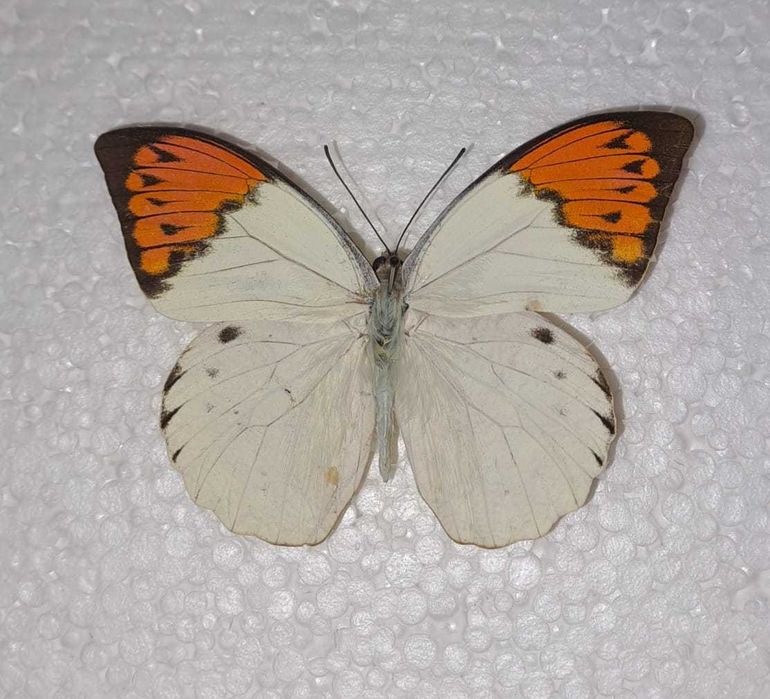 Уникальная бабочка в рамке.