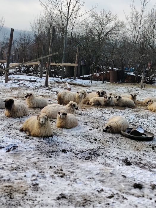 Oi Turcane cu mieluti