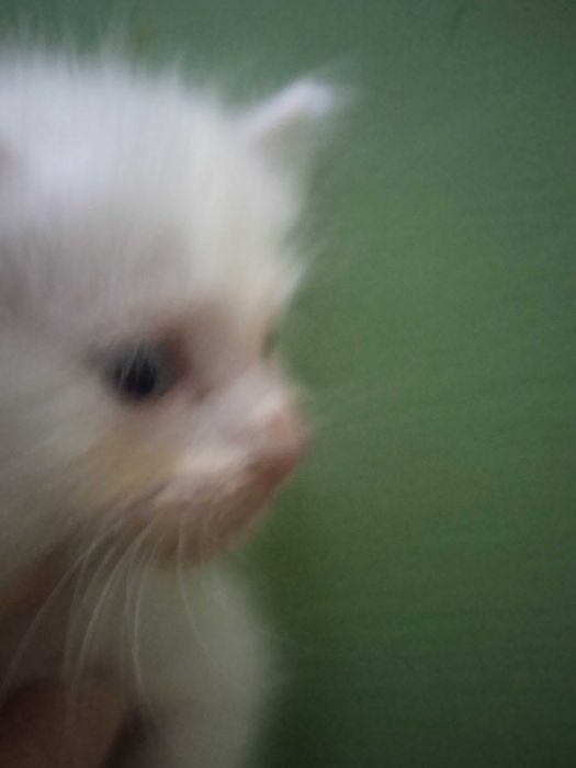 Разноглазый мальчик турецкой ангоры, 40 дней.