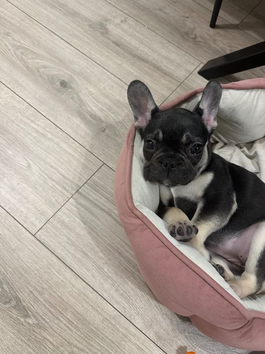 Френски булдог женски