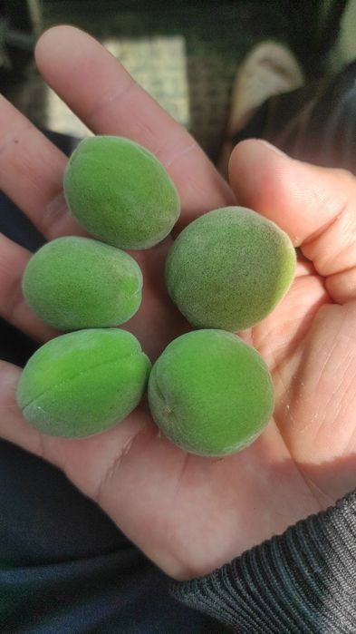 Довчалар кислий нордон