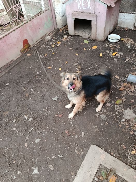 Donez câine drăgălaș !