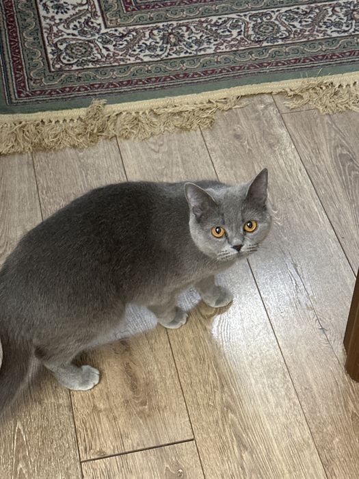 Британская кошка