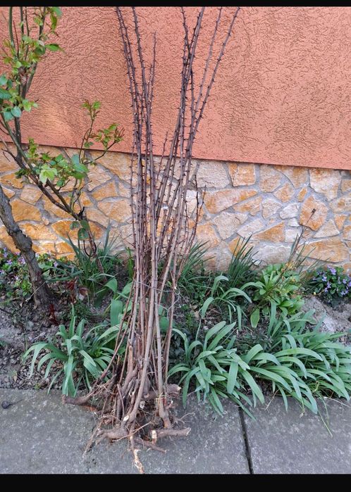 Puieți salcâm roz – înfrumusețează-ți grădina