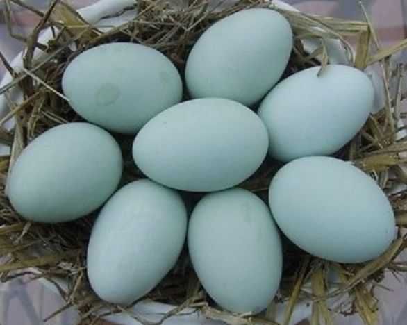 Петушки породы Легбар