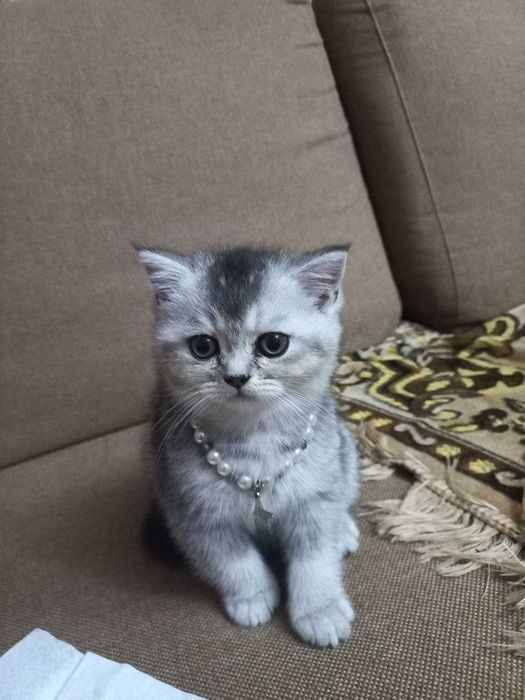 Продаётся котята Shinshilla mushukchalar sotiladi