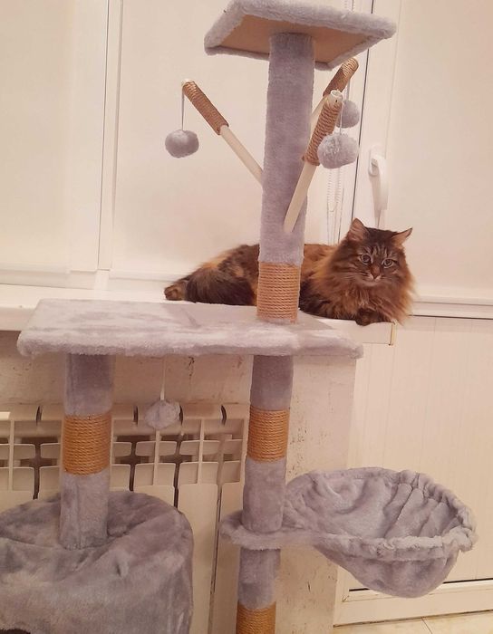 комплекс для кошек