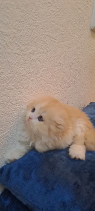 Продаётся котёнок Scottish fold Haylend