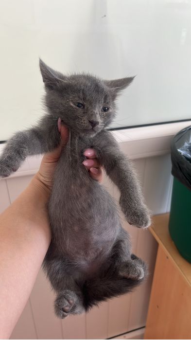 Отдаем котят в добрые руки
