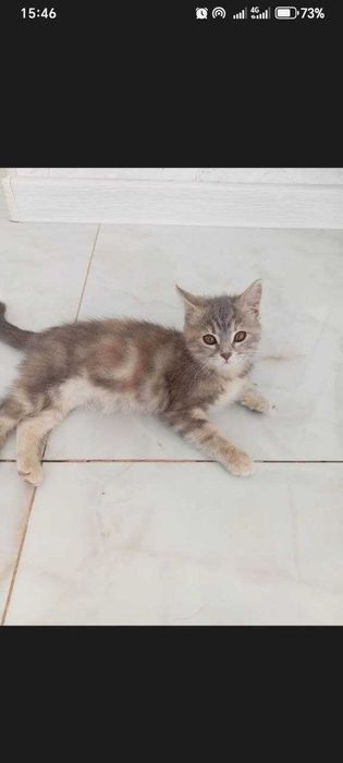 Mushukcha 4 oylik qiz bola
