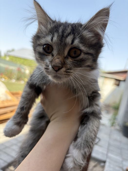 Отдам кошечку в хорошие руки