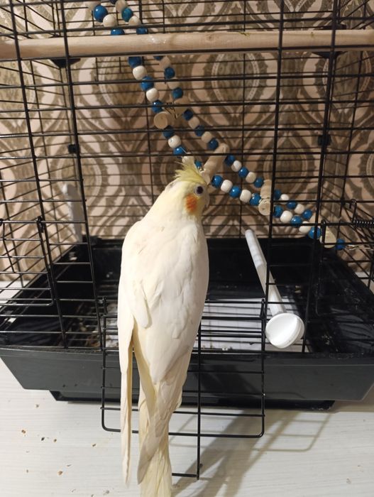 Продам попугая - корелла