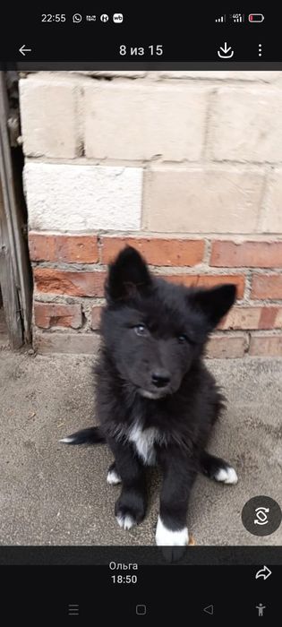 Продам Волкособы