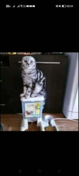 Продам шотладских котят с документами.