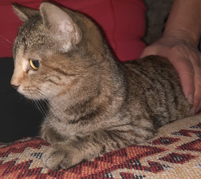 Котенок, ищет дом