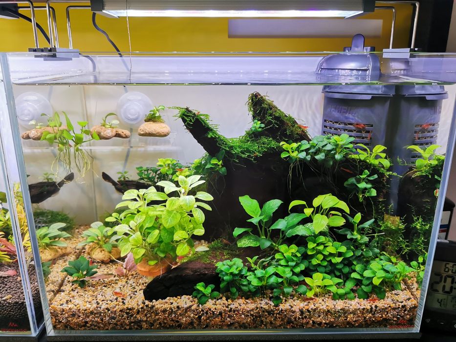 Vand plante naturale pentru acvariu