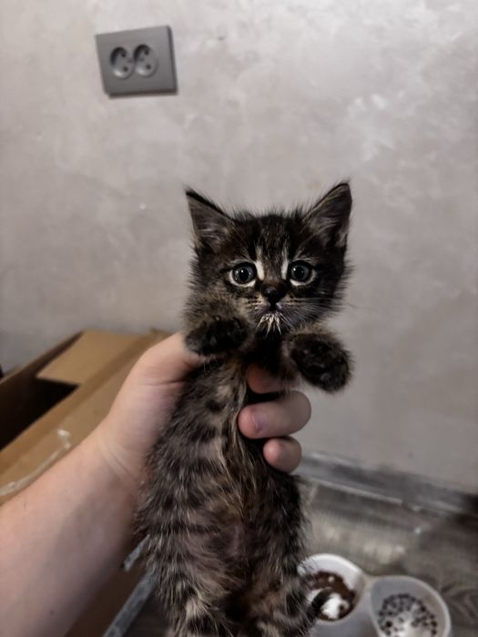 Котятя красивые.