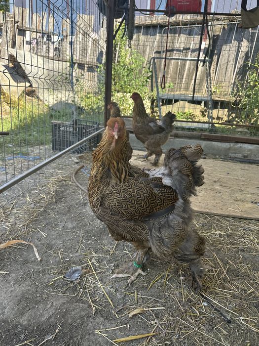 Disponibile 3 gaini brahma potarnichiu