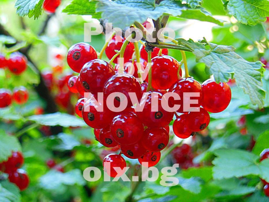 Плододайни храсти - едри малини, къпини, касис, диви ягоди, ананас