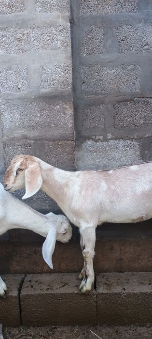 Козочки англо-нубийки