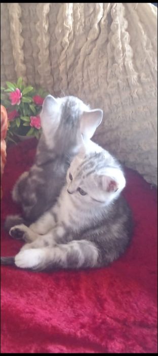 Открыта бронь на котят с отличной родословной.