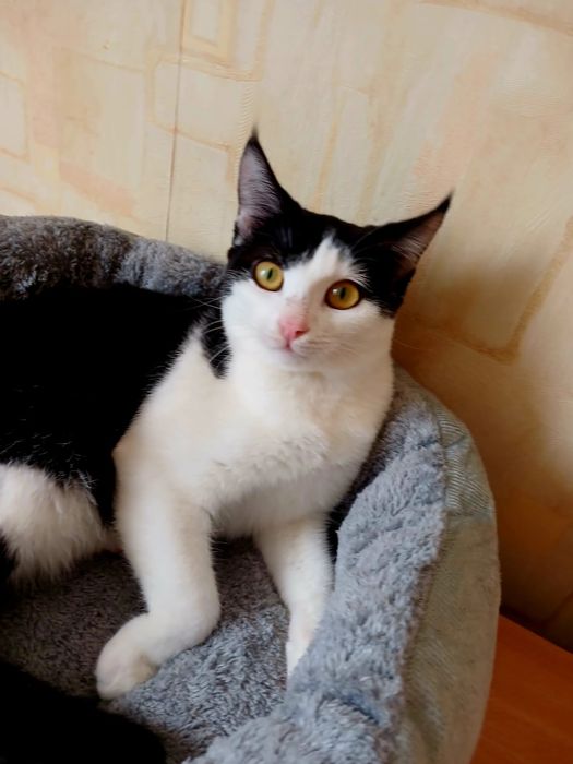 Молоденькая веселая кошечка Милана в добрые руки!