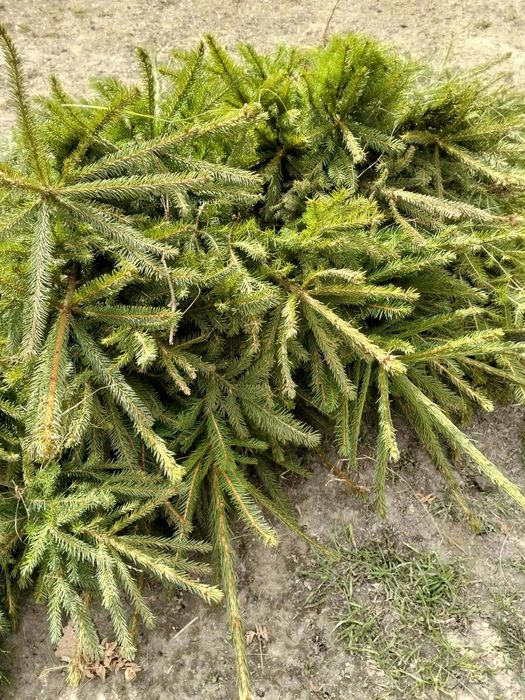 Avem oferită la puieți tratați salcâm mesteacăn brad molid pin Tei fag