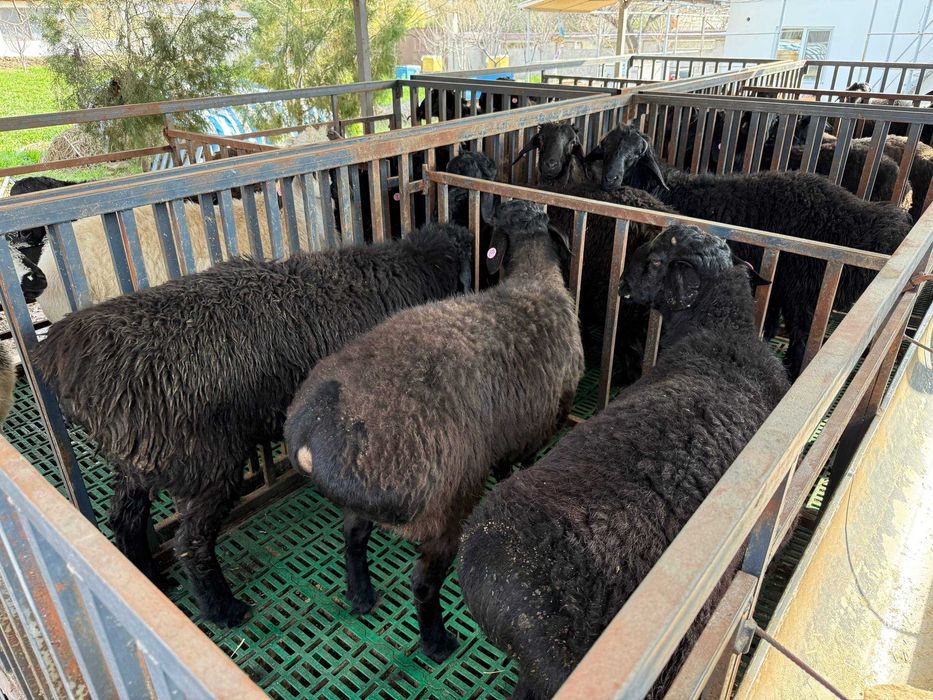 Qo'chqor, Qo'y, Qo'ylar, Кучкор, Куйлар