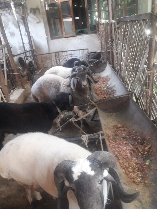 кучкорлар сотилади