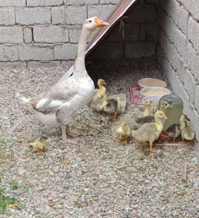 Ğoz jõlari bor kmga kere bõsa yozsin