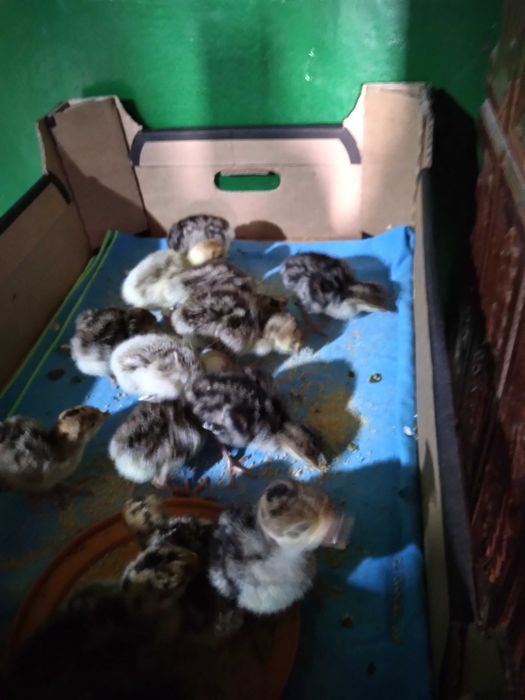 Vând curcă împreună cu pui săi