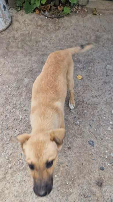 Отдам щенка сучка даром