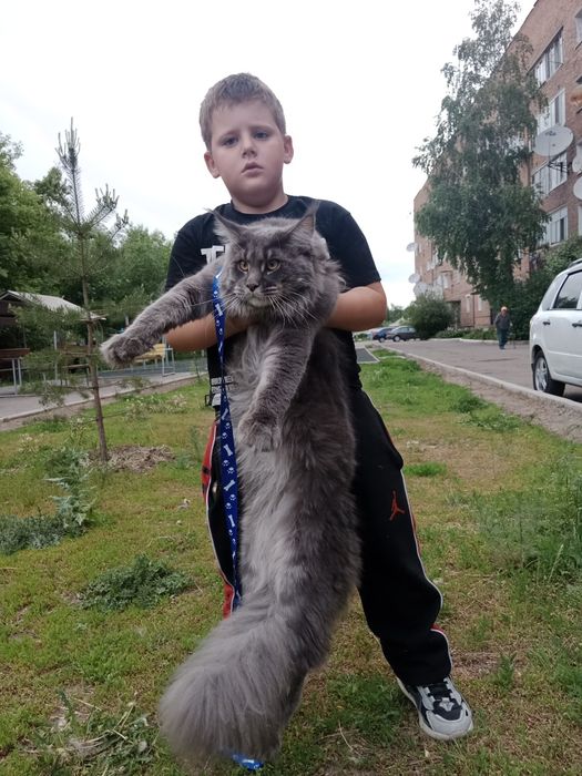 Вязка кот Мейн-кун