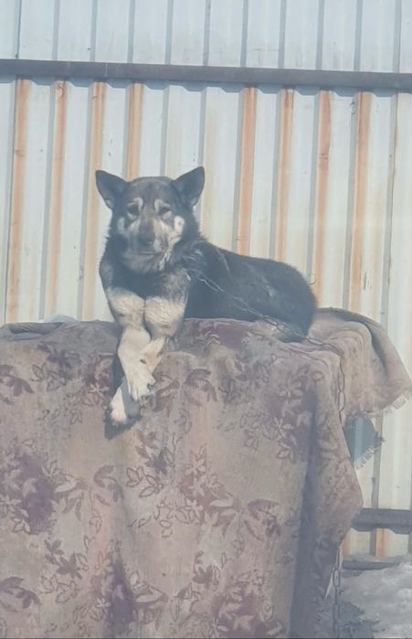 Отдадим щенят в добрые руки !