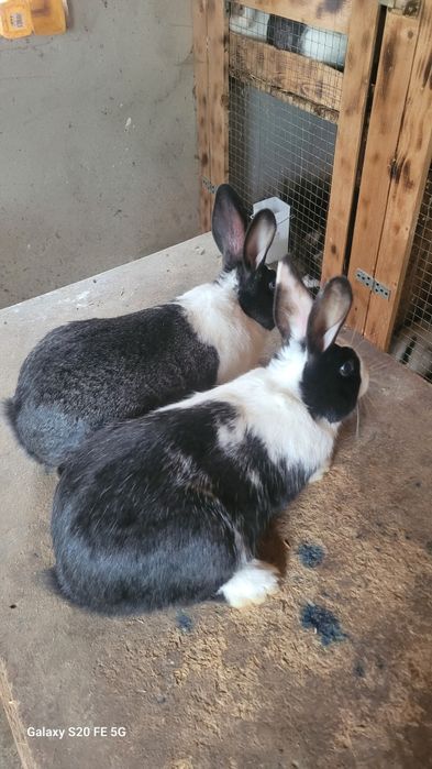 Iepuri hycole de vânzare