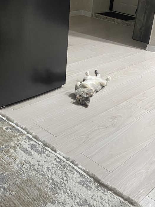 Отдам котенка бесплатно