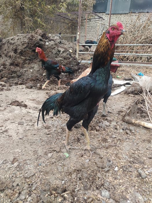 Dakang horoz sotladi