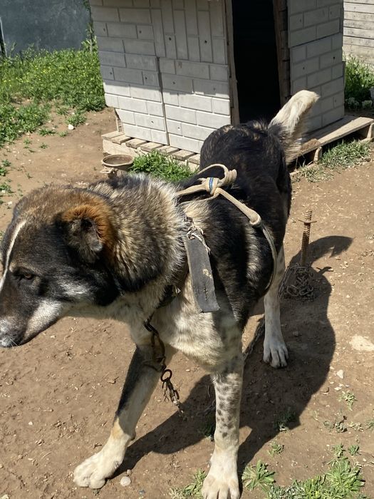 Алабай, қара түсті төбелеске