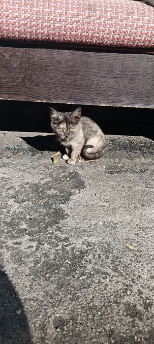 Отдам котят в хорошие руки