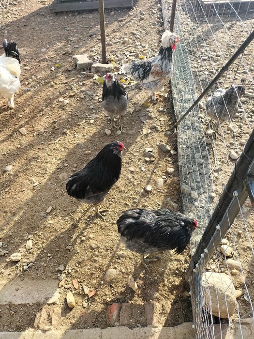 De vânzare cocoș moțat și auroncana.