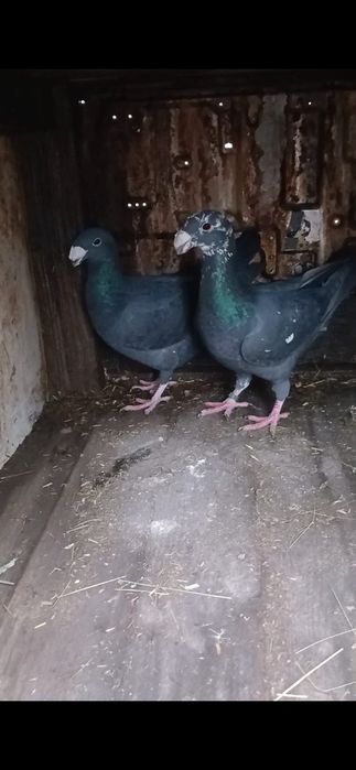 Se vând 2 masculi voiajori germani