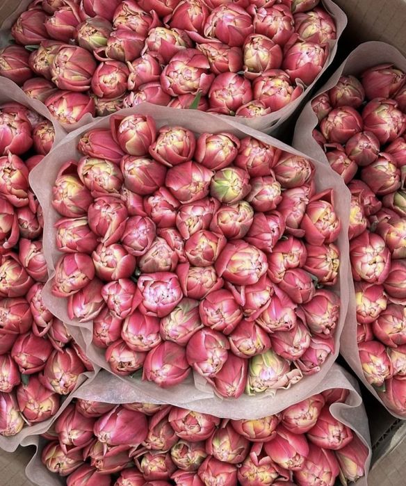 Алматы — Свежие тюльпаны оптом — 450 тг