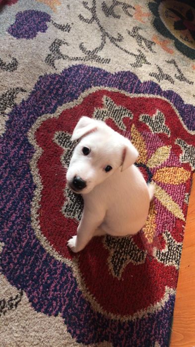 Vând ce se vede in imagine