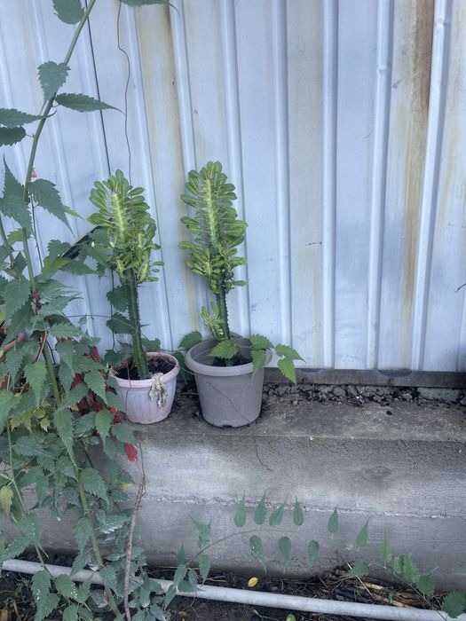 Цветы комнатные отлично подойдут для офиса кофейню