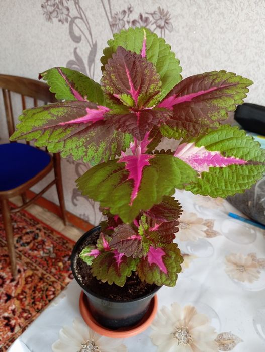 Продаются комнатные цветы